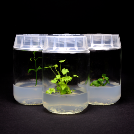 estragon plant Bonnie Plants® French Tarragon main image 1