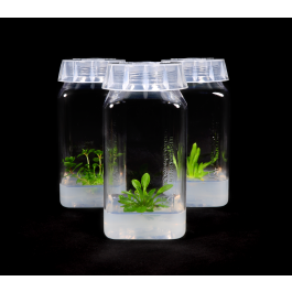 CultureJar™ PT-12™, Polycarbonate, 11 oz (329 mL)