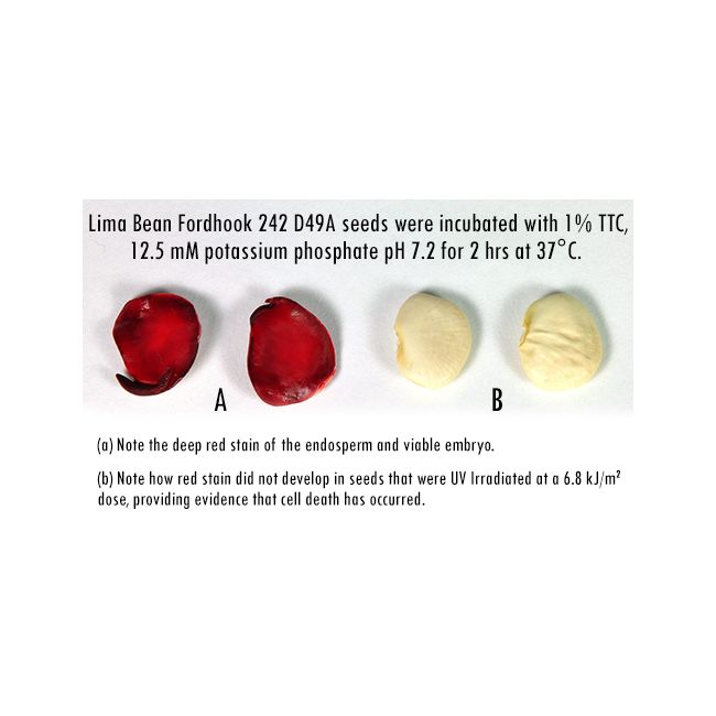  Effects TSV トリコロール Triphenyl Tetrazolium Chloride (TTC)